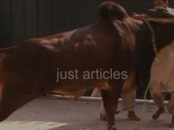 beautiful brown cow qurbani in 2009