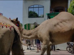 rassi ke bagair ount ki qurbani 2020