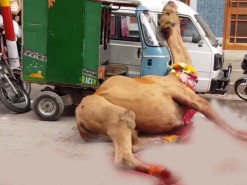 camel ran after qurbani 2020