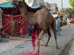 camel qurbani A1 service road 2020
