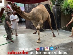 A Beautiful Camel Qurbani 2020