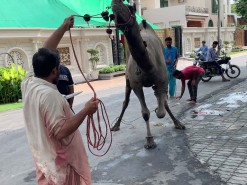 camel qurbani 2020 b1 park gujranwala