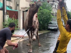 camel qurbani 2020 wapda town