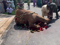 camel qurbani in wapda town 2020 gujranwala