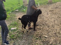 latest bakra qurbani 2021 gujranwala