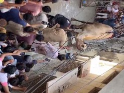 camel kicked during qurbani 2020