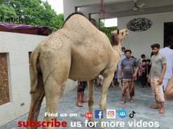 qasai ount ke neche gir gya 2021 Part 2