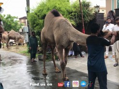 very heavy camel qurbani of 2021 in gujranwala