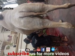 very very big camel qurbani 2021