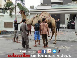 sher dil camel qurbani 2021 wapda town