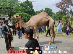 2nd day camel qurbani 2021 wapda town