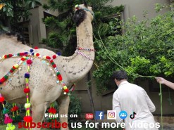 camel qurbani 2021 canal view