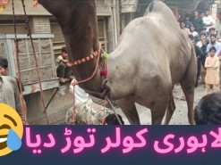 camel qurbani city area 2021