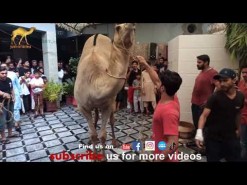 latest camel qurbani 2021 in city