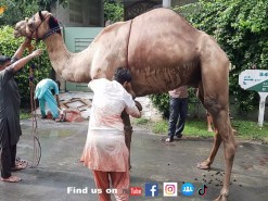 unt ki kurbani