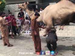 camel qurbani in 2021