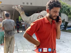 camel qurbani of 2021 gujranwala