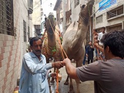 camel qurbani 2021 in city gujranwala