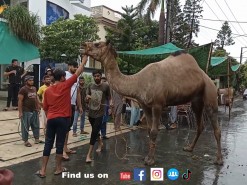latest camel qurbani 2021 in A2