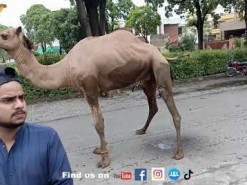 rassi ke bgair ount ki qurbani 2021