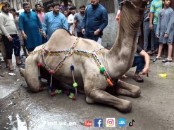 camel qurbani 2021 Pakistan