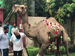 camel qurbani 2021 B1 park gujranwala