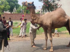 kamzor dil ount ki qurbani 2022
