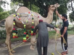 camel qurbani 2022 A1 wapda town