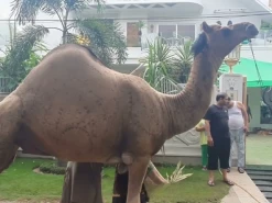 black beauty camel qurbani 2022