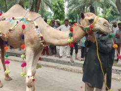 camel qurbani A1 main road 2022 gujranwala