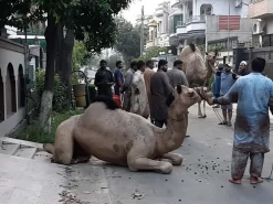 2 beautiful camel qurbani in wapda town