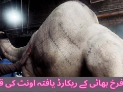 Record holder camel qurbani in Gujranwala
