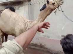 beautiful camel qurbani 2022
