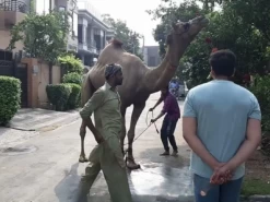camel run 2022