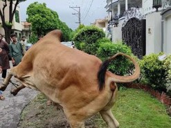 very dangrous cow qurbani 2021