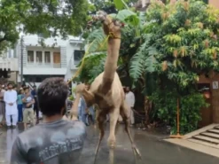 latest camel qurbani 2021 b1