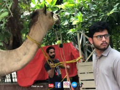 jumping camel qurbani 2022