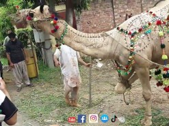 Camel Qurbani On EID By Unprofessional Qasab Group