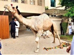 Anaari Qasai aur Masoom Ount Camel Qurbani  Videos