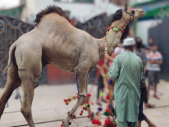 rassi ke bgair ount ki qurbani 2023