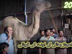 Farukh Ijaz bhai ke ount ki qurbani 2023