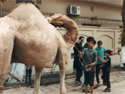 rasi ke bgair ount ki qurbani wapda town 2023