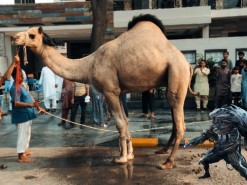 beautiful camel qurbani 2nd day 2023