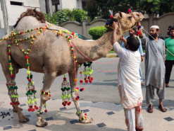 Heavy beautiful ount ki qurbani 2023
