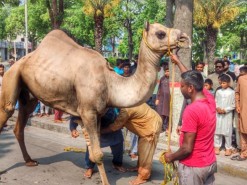 ount ki qurbani 2023 main road A1