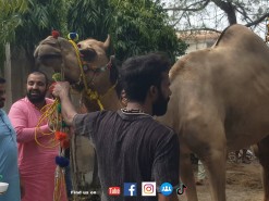 Shiekh Saab Camel Qurbani On Main Rd Wapda Town pen