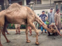 smart camel qurbani 2023