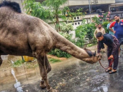 camel qurbani 2023 eid 2nd day