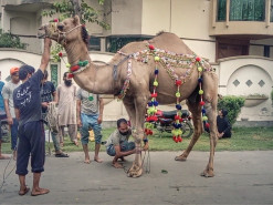 Mia G Group camel qurbani B4 2023