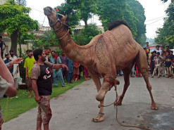 Big animal qurbani 2023 wapda town